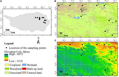 Distribution Characteristics of Soil Viruses Under Different Precipitation Gradients on the Qinghai-Tibet Plateau